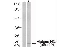 Western blot analysis of extracts from HeLa cells using Histone H3. (Histone H3.1 Antikörper  (pSer10))