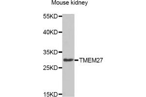Western blot analysis of extracts of Mouse kidney cell line, using TMEM27 antibody. (TMEM27 Antikörper)
