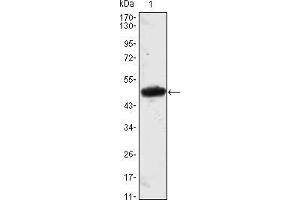 Western blot analysis using MESP1 mAb against MESP1(AA: 1-200)-hIgGFc transfected HEK293 cell lysate. (MESP1 Antikörper)