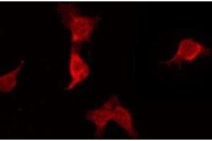 Immunofluorescence (fixed cells) (IF/ICC) image for anti-Potassium Voltage-Gated Channel, Subfamily H (Eag-Related), Member 1 (KCNH1) (C-Term) antibody (ABIN6258939)
