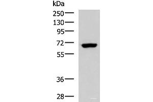 Western blot analysis of NIH/3T3 cell lysate using PPP2R1A Polyclonal Antibody at dilution of 1:850 (PPP2R1A Antikörper)