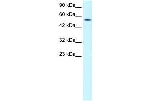 WB Suggested Anti-PNLIP Antibody Titration:  1. (PNLIP Antikörper  (C-Term))
