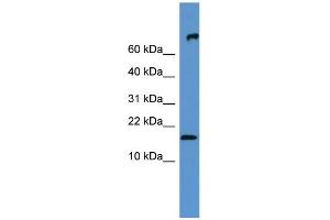 WB Suggested Anti-Fgf1 Antibody Titration:  0. (FGF1 Antikörper  (N-Term))