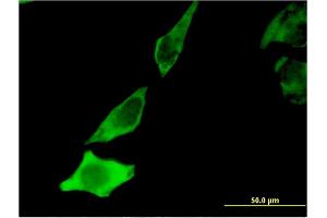 Immunofluorescence (IF) image for anti-Brain-Derived Neurotrophic Factor (BDNF) (AA 1-247) antibody (ABIN513711)