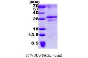 SDS-PAGE (SDS) image for Serine/threonine/tyrosine Interacting Protein (STYX) (AA 1-223) protein (His tag) (ABIN1098586)