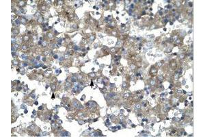 Image no. 1 for anti-Kruppel-Like Factor 15 (KLF15) (AA 45-94) antibody (ABIN202473) (KLF15 Antikörper  (AA 45-94))