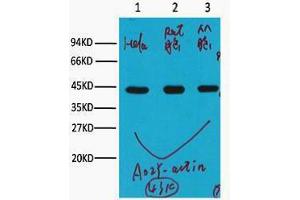 Western Blotting (WB) image for anti-Actin, beta (ACTB) antibody (ABIN3181104) (beta Actin Antikörper)