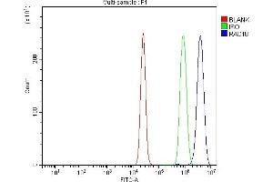 Flow Cytometry analysis of K562 cells using anti-RAD18 antibody (ABIN7599364). (RAD18 Antikörper  (AA 1-408))