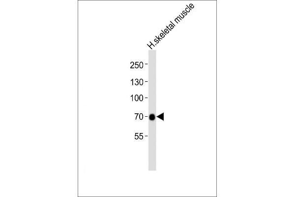 GABRQ antibody  (AA 451-485)