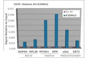 Chromatin Immunoprecipitation (ChIP) image for anti-Histone H4 (2meLys20) antibody (ABIN5706798)