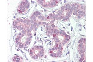 Anti-FOXA1 antibody IHC of human breast. (FOXA1 Antikörper  (AA 429-439))
