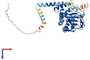 ASPHD2 Protein (AA 1-369) (His tag)
