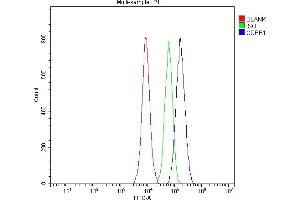Flow Cytometry analysis of 293T cells using anti-CREB1 antibody (ABIN3042756).