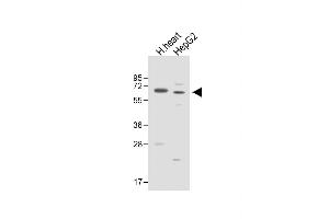 All lanes : Anti-ASPG Antibody (Center) at 1:1000 dilution Lane 1: Human heart lysate Lane 2: HepG2 whole cell lysate Lysates/proteins at 20 μg per lane. (Asparaginase Antikörper  (AA 165-193))