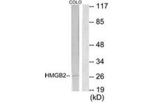 Western blot analysis of extracts from COLO205 cells, using HMGB2 Antibody. (HMGB2 Antikörper  (AA 131-180))
