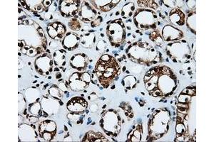 Image no. 14 for anti-Amyloid beta (A4) Precursor Protein (APP) antibody (ABIN1496877) (APP Antikörper)