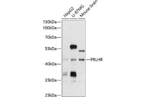 Western blot analysis of extracts of various cell lines, using PRLHR antibody (ABIN6128574, ABIN6146222, ABIN6146223 and ABIN6214749) at 1:1000 dilution. (PRLHR Antikörper  (AA 1-70))