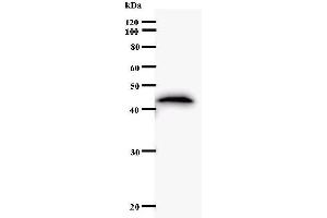 Western Blotting (WB) image for anti-Homeobox C11 (HOXC11) antibody (ABIN930923)