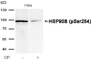 Western blot analysis of extracts from Hela cells, treated with calf intestinal phosphatase (CIP), using HSP90B (Phospho-Ser254) Antibody. (HSP9AB1 (pSer254) Antikörper)