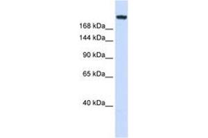 Image no. 1 for anti-Laminin, gamma 1 (LAMC1) (AA 792-841) antibody (ABIN6744255) (Laminin gamma 1 Antikörper  (AA 792-841))