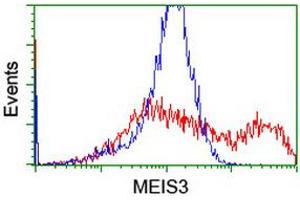 Image no. 2 for anti-Meis Homeobox 3 (MEIS3) (AA 1-261) antibody (ABIN1490669) (MEIS3 Antikörper  (AA 1-261))