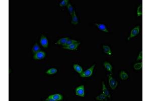 Immunofluorescent analysis of HepG2 cells using ABIN7147837 at dilution of 1:100 and Alexa Fluor 488-congugated AffiniPure Goat Anti-Rabbit IgG(H+L) (BHLHE40 Antikörper  (AA 184-302))