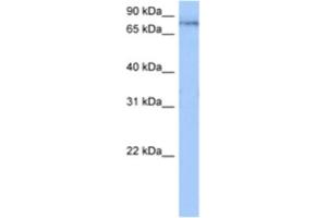 Western Blotting (WB) image for anti-Tetratricopeptide Repeat Domain 14 (TTC14) antibody (ABIN2462326) (TTC14 Antikörper)