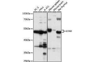Western blot analysis of extracts of various cell lines, using LYAR antibody  at 1:1000 dilution. (LYAR Antikörper  (AA 10-160))