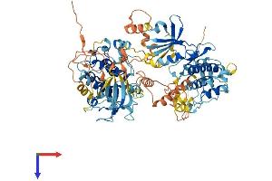 MSK2 Protein (AA 1-773) (His tag)