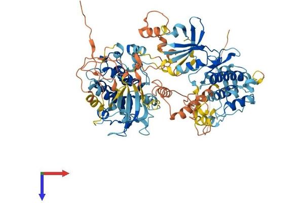 MSK2 Protein (AA 1-773) (His tag)