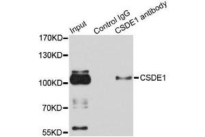 Immunoprecipitation analysis of 100ug extracts of HeLa cells using 3ug CSDE1 antibody. (CDSE1 Antikörper  (AA 369-600))