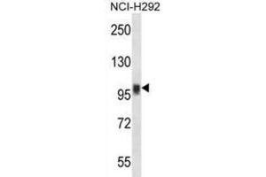 Western Blotting (WB) image for anti-Nuclear Factor of Activated T-Cells, Cytoplasmic, Calcineurin-Dependent 1 (NFATC1) antibody (ABIN2997610) (NFATC1 Antikörper)
