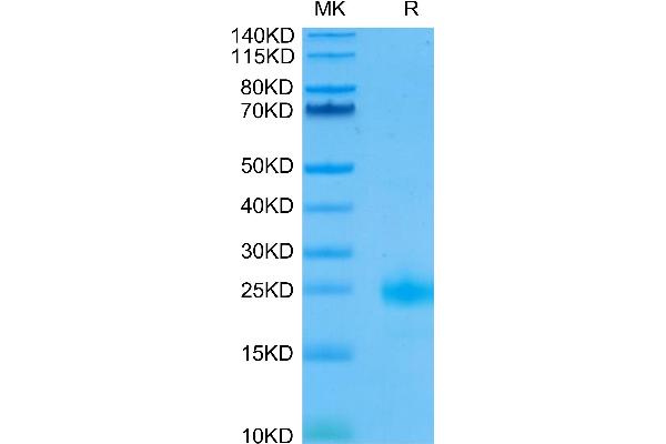 IL-4 Protein (AA 25-153) (His-Avi Tag,Biotin)