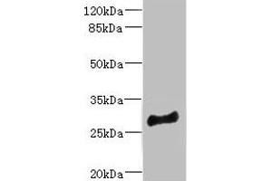 Western blot All lanes: MLF1 antibody at 4. (MLF1 Antikörper  (AA 1-268))