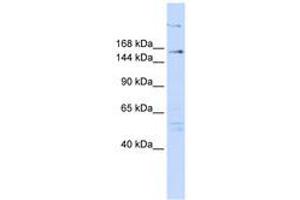 Image no. 1 for anti-Arginine-Glutamic Acid Dipeptide (RE) Repeats (RERE) (N-Term) antibody (ABIN6740568)