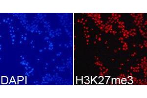 Immunofluorescence (IF) image for anti-Histone 3 (H3) (H3K27me3) antibody (ABIN1873002) (Histone 3 Antikörper  (H3K27me3))