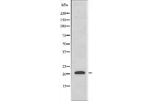 Western blot analysis of extracts from HepG2 cells, using MRPL41 antibody.