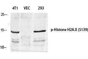 Western Blot (WB) analysis of specific cells using Phospho-Histone H2A. (H2AFX Antikörper  (pSer139))
