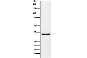 Western blot analysis of MDH1 expression in HeLa cell lysate.
