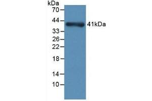 Western Blotting (WB) image for anti-Nephrosis 1, Congenital, Finnish Type (Nephrin) (NPHS1) (AA 39-106) antibody (ABIN7427471)