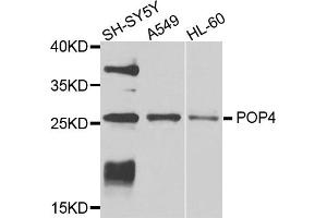 Western blot analysis of extracts of various cell lines, using POP4 antibody. (RPP29 Antikörper)