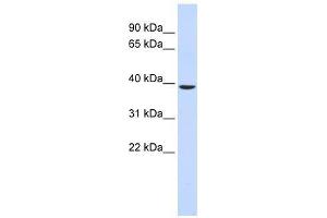 C2orf60 antibody used at 0.