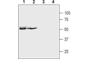 Western blot analysis of rat heart (lanes 1 and 3) and mouse heart (lanes 2 and 4):1,2.