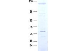Western Blotting (WB) image for Importin 13 (IPO13) protein (DYKDDDDK Tag) (ABIN2730455)