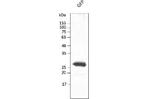 Western Blotting (WB) image for anti-Green Fluorescent Protein (GFP) antibody (DyLight 488) (ABIN7273060) (GFP Antikörper  (DyLight 488))