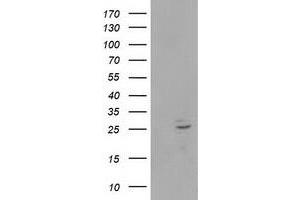 Image no. 1 for anti-Polymerase (RNA) II (DNA Directed) Polypeptide E, 25kDa (POLR2E) antibody (ABIN1500335) (POLR2E Antikörper)