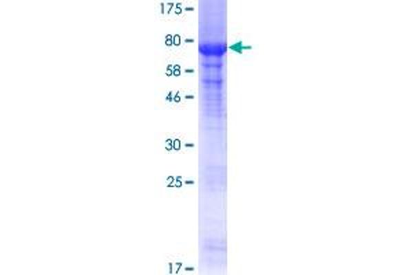 PRMT2 Protein (AA 1-433) (GST tag)