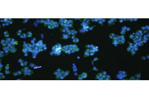 Immunofluorescence analysIs of NCCIT cell using VNN1 Polyclonal Antibody at dilution of 1:100 (VNN1 Antikörper)