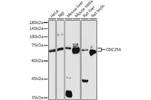 Western blot analysis of extracts of various cell lines, using CDC25A antibody (ABIN3021625, ABIN3021626, ABIN3021627 and ABIN6215426) at 1:1000 dilution. (CDC25A Antikörper  (AA 235-484))