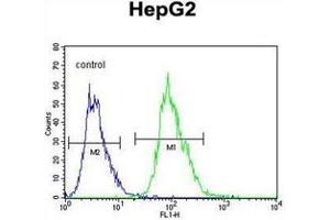 Flow cytometric analysis of HepG2 cells using OR4K5 Antibody (C-term) Cat. (OR4K5 Antikörper  (C-Term))